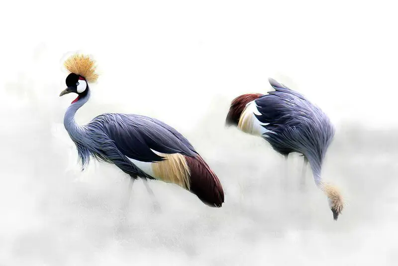 Tanzanian' Grey Crane