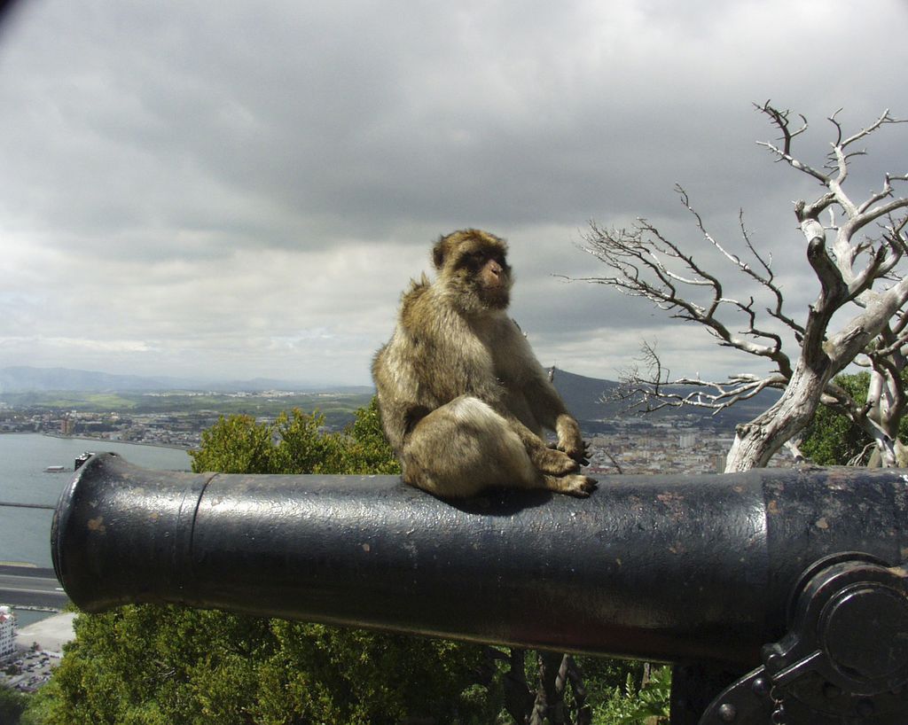 Gibraltar-Affe