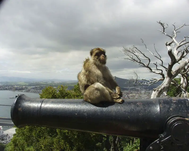 Gibraltar Monkey