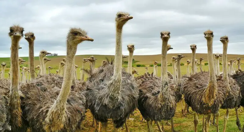 Burung-burung